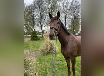 Holsteiner, Stute, 8 Jahre, 175 cm, Dunkelfuchs