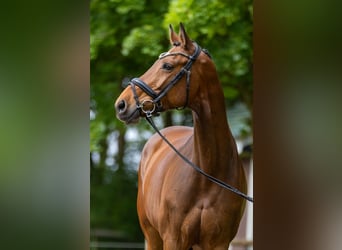 Holsteiner, Stute, 8 Jahre, 176 cm, Brauner
