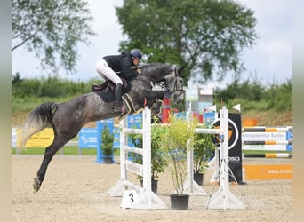 Holsteiner, Stute, 8 Jahre, 180 cm, Apfelschimmel