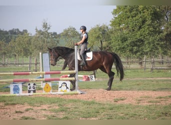 Holsteiner, Stute, 8 Jahre, 180 cm, Dunkelbrauner