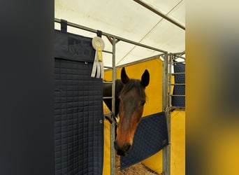 Holsteiner, Stute, 8 Jahre, Dunkelbrauner