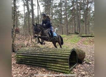 Holsteiner, Stute, 9 Jahre, 160 cm, Dunkelbrauner