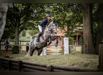 Holsteiner, Stute, 9 Jahre, 161 cm, Apfelschimmel