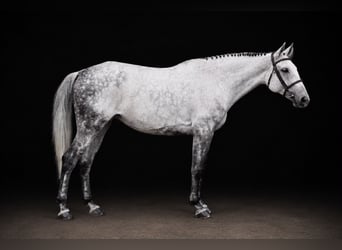 Holsteiner, Stute, 9 Jahre, 162 cm, Schimmel
