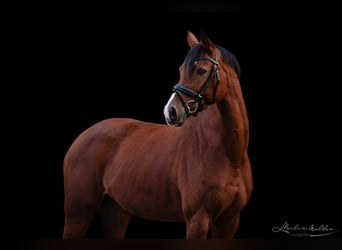 Holsteiner, Stute, 9 Jahre, 164 cm, Brauner
