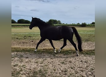 Holsteiner, Stute, 9 Jahre, 164 cm, Dunkelbrauner