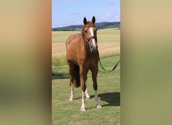 Holsteiner, Stute, 9 Jahre, 164 cm, Fuchs