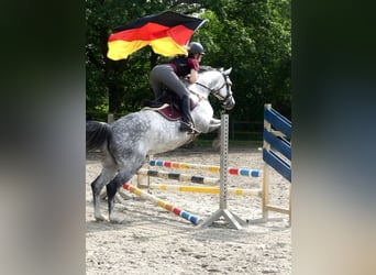 Holsteiner, Stute, 9 Jahre, 164 cm, Schimmel