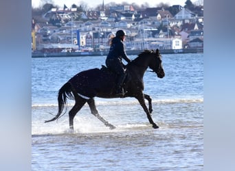 Holsteiner, Stute, 9 Jahre, 164 cm, Schwarzbrauner