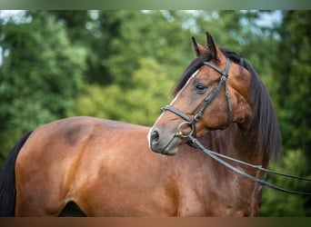 Holsteiner, Stute, 9 Jahre, 165 cm, Brauner
