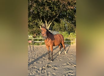 Holsteiner, Stute, 9 Jahre, 165 cm, Brauner