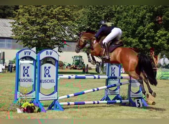 Holsteiner, Stute, 9 Jahre, 165 cm, Brauner