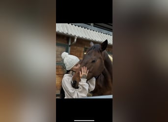 Holsteiner, Stute, 9 Jahre, 165 cm, Dunkelbrauner