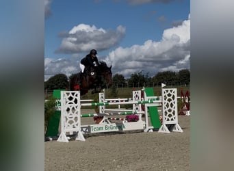 Holsteiner, Stute, 9 Jahre, 165 cm, Dunkelbrauner