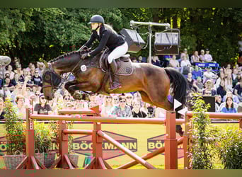 Holsteiner, Stute, 9 Jahre, 165 cm, Dunkelbrauner