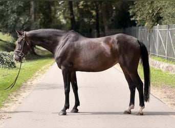Holsteiner, Stute, 9 Jahre, 166 cm, Brauner