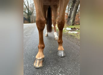 Holsteiner, Stute, 9 Jahre, 166 cm, Fuchs