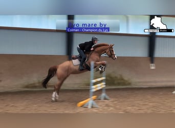 Holsteiner, Stute, 9 Jahre, 166 cm, Fuchs