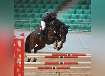 Holsteiner, Stute, 9 Jahre, 168 cm, Brauner
