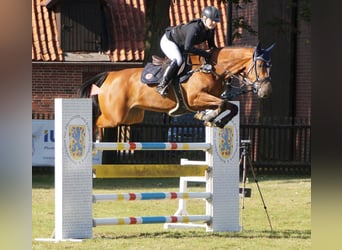 Holsteiner, Stute, 9 Jahre, 168 cm, Brauner