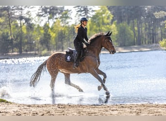 Holsteiner, Stute, 9 Jahre, 168 cm, Brauner