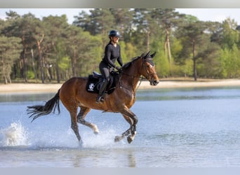 Holsteiner, Stute, 9 Jahre, 168 cm, Brauner