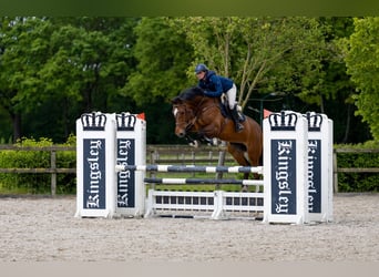 Holsteiner, Stute, 9 Jahre, 168 cm, Brauner