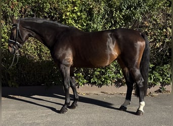 Holsteiner, Stute, 9 Jahre, 168 cm, Dunkelbrauner