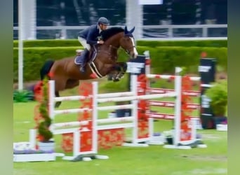 Holsteiner, Stute, 9 Jahre, 169 cm, Brauner