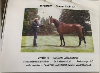 Holsteiner, Stute, 9 Jahre, 169 cm, Schimmel