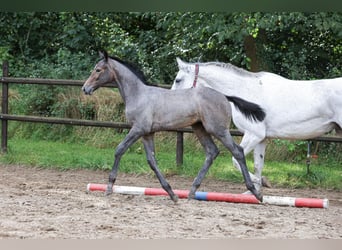 Holsteiner, Stute, 9 Jahre, 169 cm, Schimmel