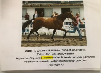 Holsteiner, Stute, 9 Jahre, 169 cm, Schimmel