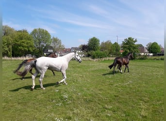 Holsteiner, Stute, 9 Jahre, 169 cm, Schimmel