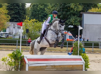 Holsteiner, Stute, 9 Jahre, 169 cm, Schimmel