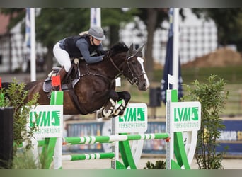 Holsteiner, Stute, 9 Jahre, 170 cm, Schwarzbrauner