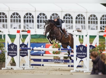 Holsteiner, Stute, 9 Jahre, 170 cm, Schwarzbrauner