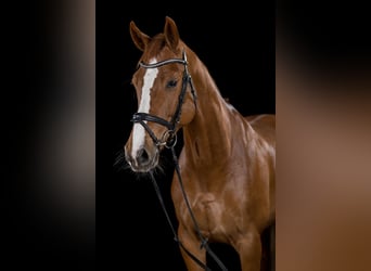 Holsteiner, Stute, 9 Jahre, 171 cm, Fuchs