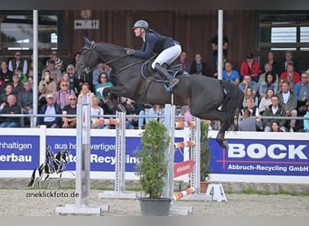 Holsteiner, Stute, 9 Jahre, 171 cm, Rappe