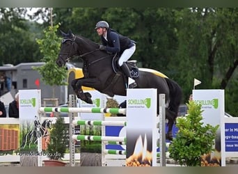 Holsteiner, Stute, 9 Jahre, 171 cm, Rappe