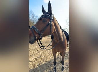Holsteiner, Stute, 9 Jahre, 172 cm, Brauner