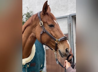 Holsteiner, Stute, 9 Jahre, 172 cm, Fuchs