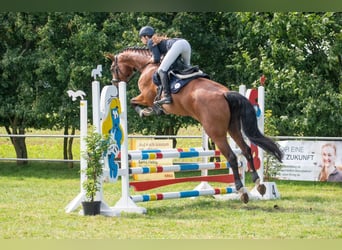 Holsteiner, Stute, 9 Jahre, 172 cm, Rotbrauner