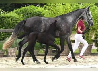 Holsteiner, Stute, 9 Jahre, 172 cm, Schimmel