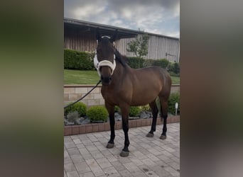 Holsteiner, Stute, 9 Jahre, 173 cm, Brauner