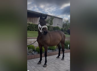 Holsteiner, Stute, 9 Jahre, 173 cm, Brauner