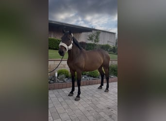 Holsteiner, Stute, 9 Jahre, 173 cm, Brauner