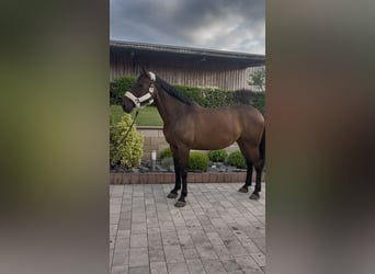 Holsteiner, Stute, 9 Jahre, 173 cm, Brauner