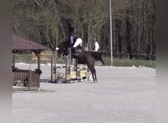 Holsteiner, Stute, 9 Jahre, 173 cm, Brauner