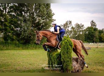 Holsteiner, Stute, 9 Jahre, 174 cm, Fuchs