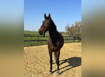 Holsteiner Mix, Stute, 9 Jahre, 175 cm, Brauner